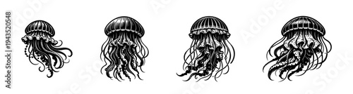 Black and white illustration of jellyfish set in silhouette vector style