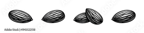 Vector illustration of black and white almond nuts botanical element set