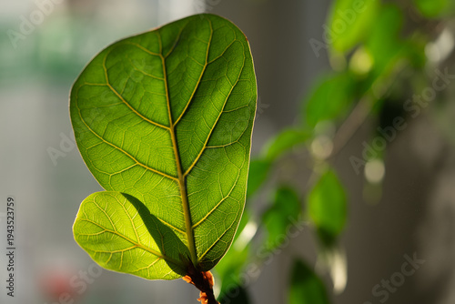 Ficus lyrata fiddle-leaf fig plant displaying a large green leaf with prominent veins, illuminated by bright natural light, representing healthy indoor gardening and botanical elegance
