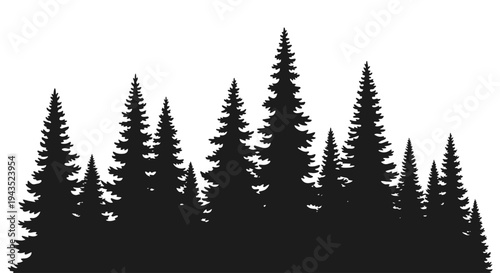 Silhouette of a dense evergreen forest against a white background.