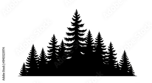Silhouette of a dense forest of pine trees.