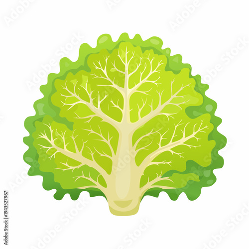 Lettuce Coral Agaricia, delicate foliaceous plates, layered like lettuce