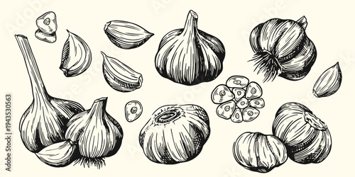 Set of garlic sketches. Hand drawn detailed engraving style stickers featuring head and clove of garlic. Design elements for menus. Outline vector illustration collection isolated on background
