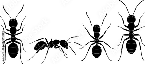 Ant insect silhouettes collection different ant positions macro entomology insect anatomy vector illustration isolated on white background
