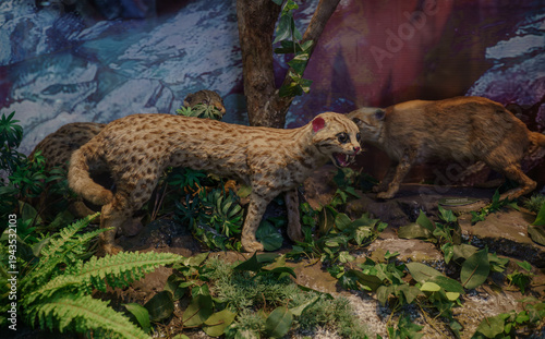 Photography Leopard cat wildlife display showing a spotted Asian wild cat in a forest habitat setting, shows the appearance and environment of this small wild feline species