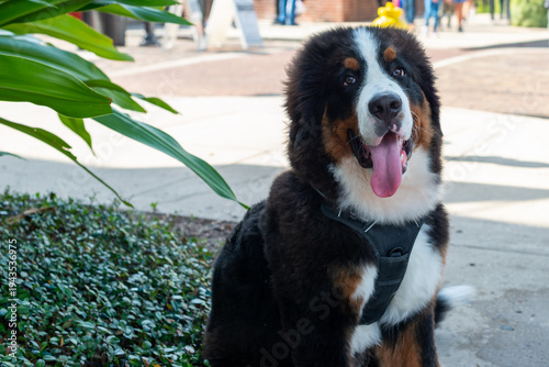 Bernese Mountain Dog sitting on lush green plants.The long and tall dog is muscular.It has a tri-colored coat: black with a white chest and rust-coloured markings over the eyes, and side of the mouth.