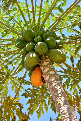 A papaya tree with green and one ripe orange fruit under bright blue sky with sunlit leaves.