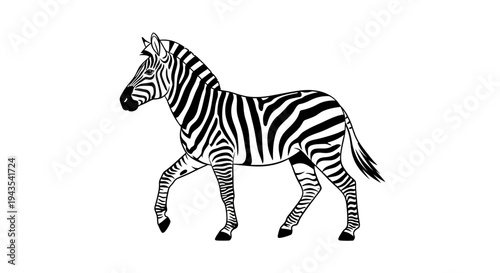 Black and White Zebra Illustration Walking.