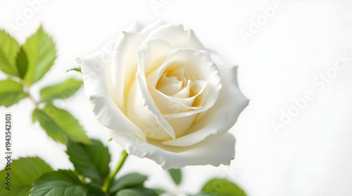 White rose flower with green leaves
