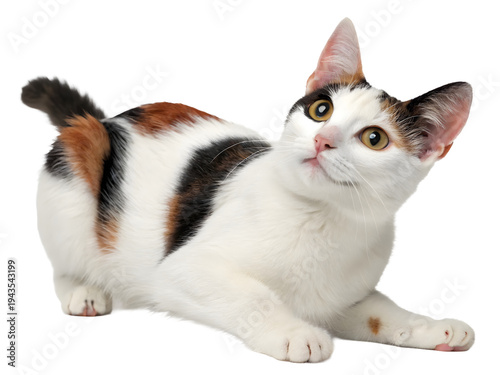 a japanese bobtail cat sitting on a transparent background