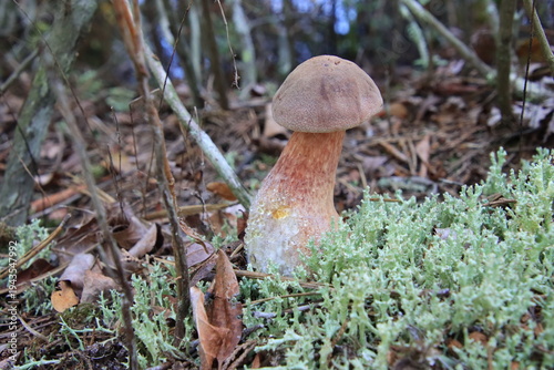 Photography Lurid Bolete Suillellus luridus in deer lichen with droplets of squeezed water o