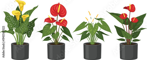 Collection of tropical indoor potted plants including anthurium and calla lily, decorative houseplant vector illustration set for home decor, gardening, botanical design