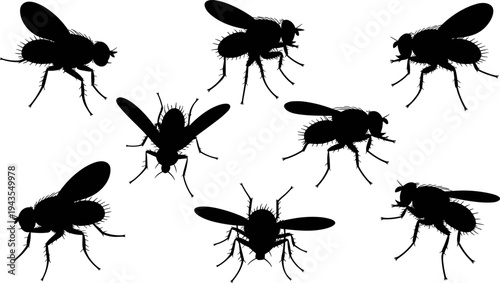 Housefly silhouette set with multiple fly positions and wings spread isolated, insect pest vector collection for entomology, hygiene warning, contamination and pest control concept