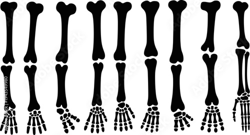 Human arm and hand bone silhouettes anatomy skeletal system forearm wrist and finger bones medical orthopedic vector illustration collection isolated