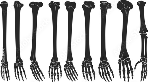 Human arm and hand bones anatomy silhouette set forearm skeleton structure medical orthopedic study vector illustration isolated on white background