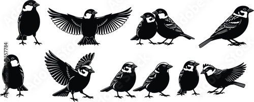 Black bird silhouette collection set with flying and standing sparrow poses isolated on white background, wildlife nature illustration, cad drawing flat vector illustration