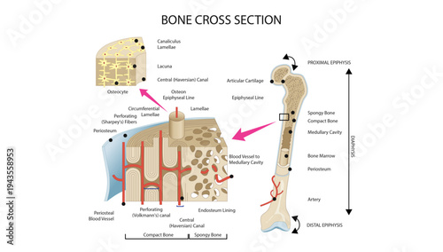Bone Cross Section Anatomy of a Long Bone Detailed anatomical diagram of a long bone cross section showing compact bone, spongy bone, osteons, Haversian canal, periosteum, and medullary cavity.
