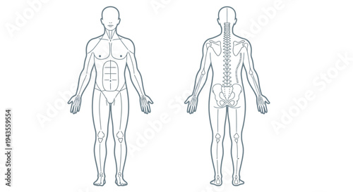 Front and back anatomical vector illustration displaying the human musculoskeletal system outline for medical reference