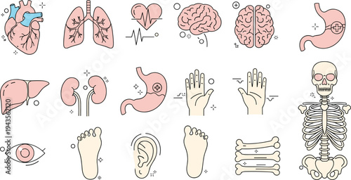 Human anatomy internal organs vector illustration set featuring heart lungs brain stomach liver kidneys skeleton and medical health icons