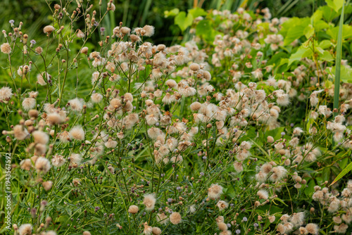 Photos Field filled with tall plants bearing white fluffy seed heads ready for wind dispersal in grass