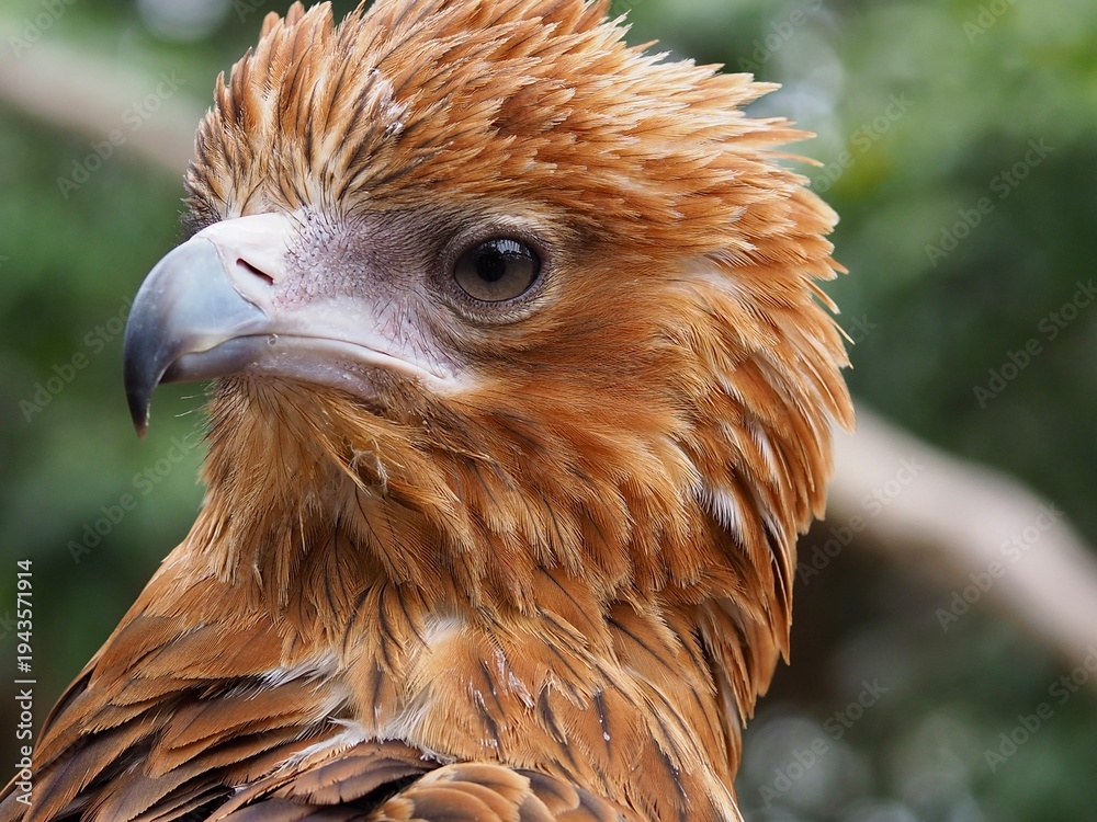 Fototapeta premium Majestic regal Black-breasted Buzzard.