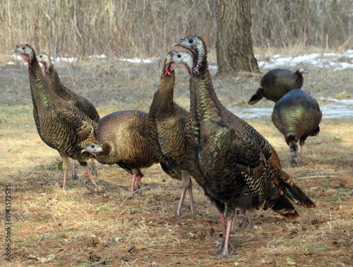 Turkey Gathering
