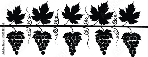Black silhouette illustration of grapevine with six clusters of grapes, large leaves, and curled tendrils, artwork concept for wine, agriculture, vineyard, nature, and decorative design projects