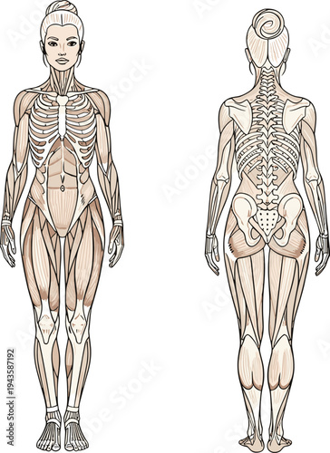 Female human anatomy front and back view, detailed muscle and skeleton medical illustration isolated on white background