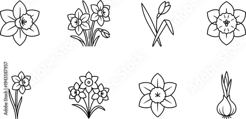 Minimalist line art daffodil icon set close up botanical elements single stem bouquet flat vector black outline spring floral clipart