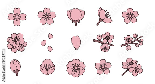 Collection of delicate cherry blossom illustrations, showcasing individual petals, buds, and blooming flowers in various arrangements, perfect for spring and floral designs