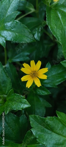 Vibrant Yellow Flower Amidst Lush Green Foliage