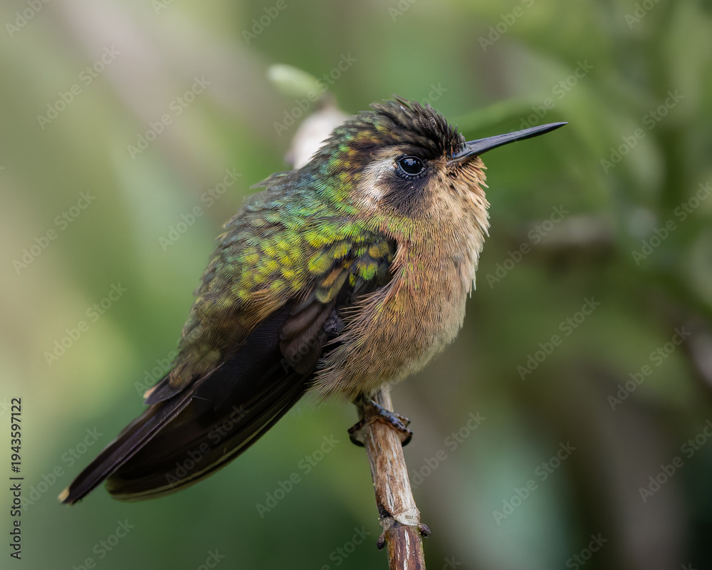 Obraz premium Speckled Hummingbird (Adelomyia melanogenys) perched in Andean cloud forest