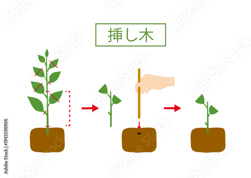 挿し木 ガーデニング 観葉植物 イラスト ベクター