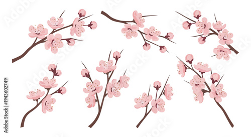 A collection of delicate pink cherry blossom branches with open flowers and buds, set against a white background, illustrating the beauty of spring.