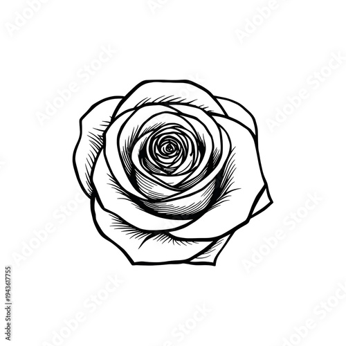 rose on white background