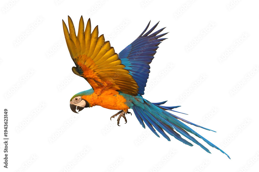 Naklejka premium Beautiful Blue and Gold Macaw your wings and fly isolated on transparent background png file 