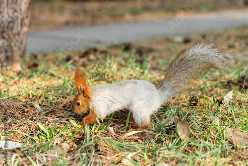 фотографія Wild squirrel with red ears and gray body searching and burying food in forest ground during autumn coat change