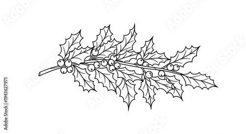 Botanical black and white illustration of a holly branch with sharp leaves and round berries for winter holiday art.