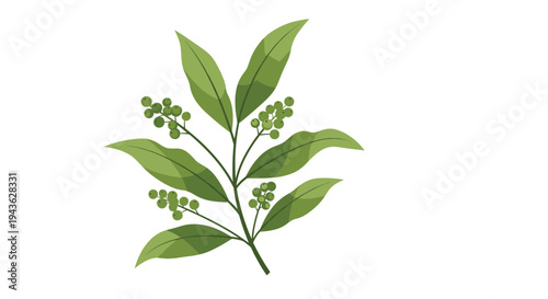 Natural illustration of a green leafy branch bearing small clusters of round berries in a soft painterly style.