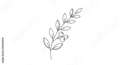 Simple line drawing of a botanical branch with delicate leaves and round berries offers a clean and natural design element.