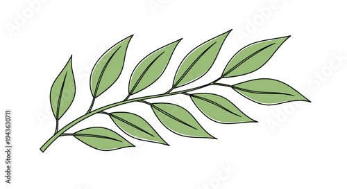Green leaf branch with multiple oval leaves is presented as a simple line drawing suitable for nature designs.