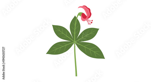 Elegant botanical drawing features a green plant stem with a cluster of leaves and a single drooping pink flower.