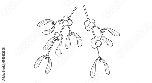 two mistletoe branches with round berries and characteristic leaves are shown in a detailed black and white line art drawing for holiday decor.