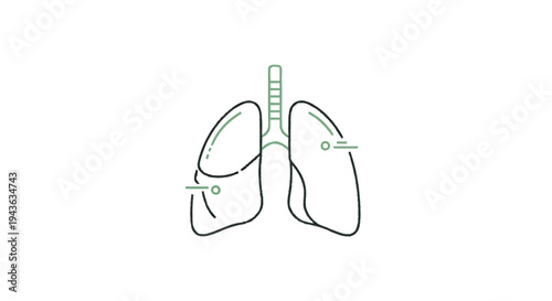 Simple Line Drawing of Human Lungs and Trachea.