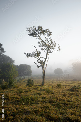 Lonely tree in misty rural field at sunrise with soft morning light
