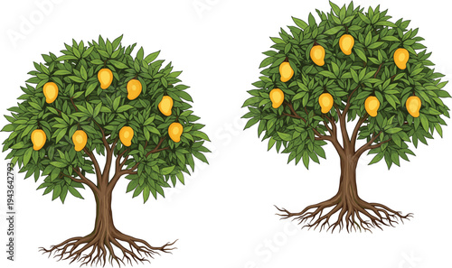 Mango tree with fruits illustration, tropical fruit tree with roots and green leaves botanical vector isolated on white