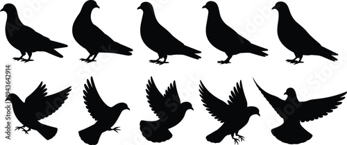 Pigeon and dove bird silhouette collection with standing and flying poses, wildlife avian set isolated vector illustration for nature design