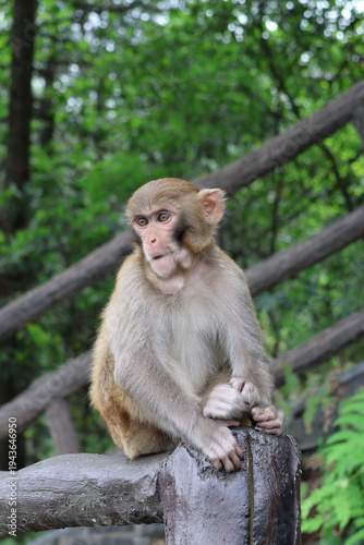 Photography A wild baby macaque monkey in Zhangjiajie National Forest Park, Hunan, China