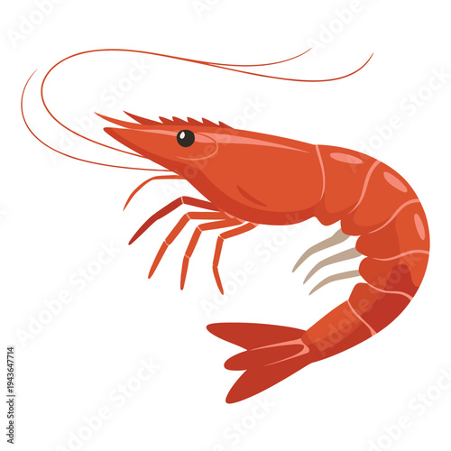 shrimp on white background