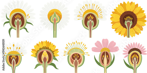 Botanical flower anatomy cross section collection showing internal structure of daisy sunflower and wildflowers educational vector illustration set